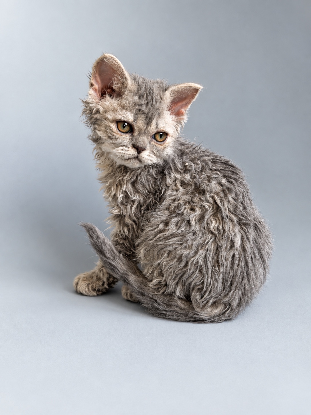 Котёнок Argo's Legend Grustinka